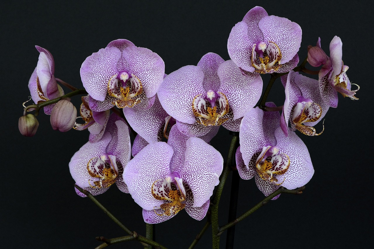 ¿Cómo conservar un ramo de orquídeas por más tiempo?