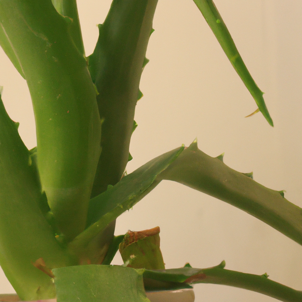 ¿Cuál es el Límite de Vida de una Planta de Aloe Vera?