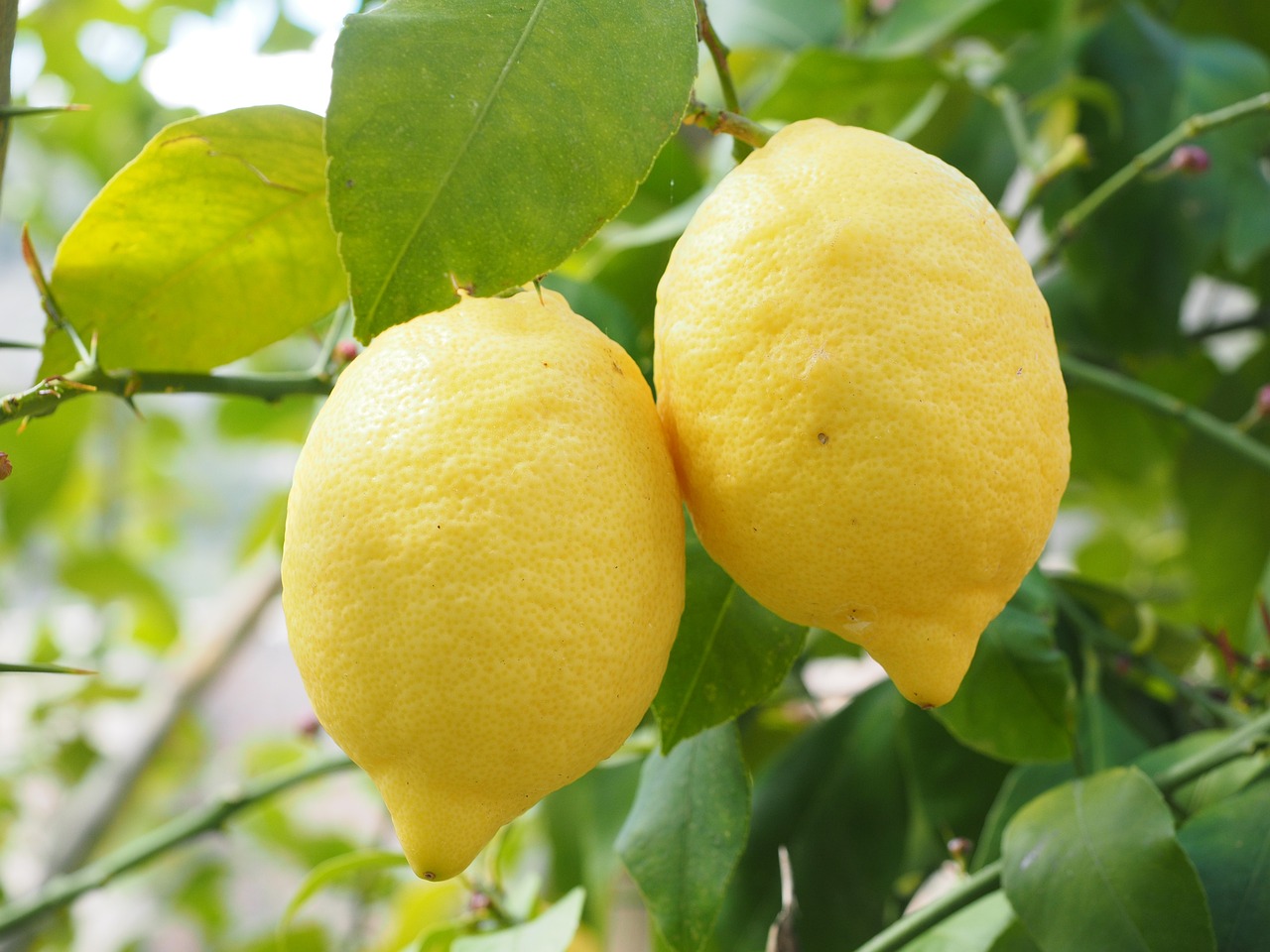¿Cuál es el mejor mes para plantar un limonero?