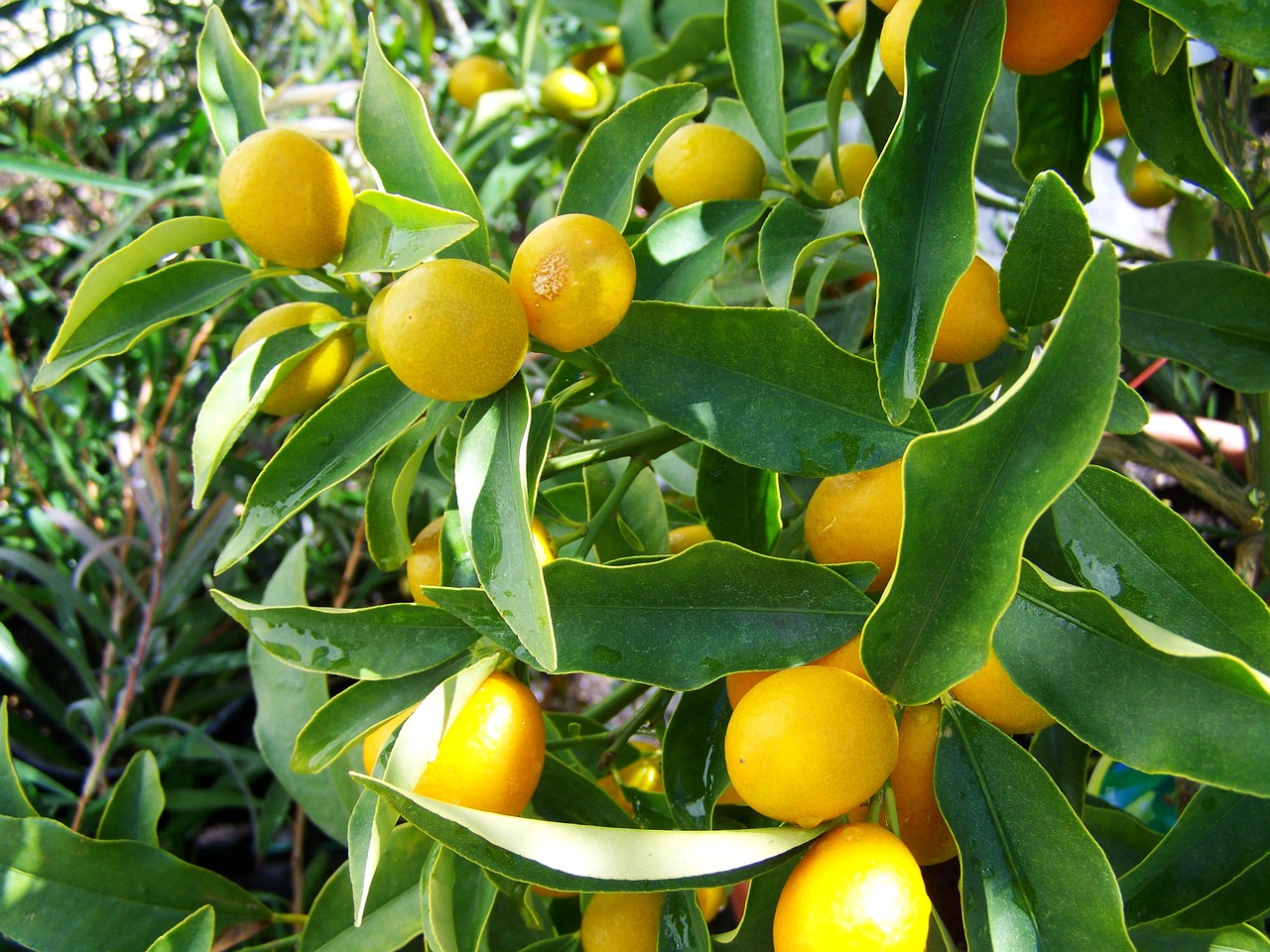 ¿Cuál es el Tamaño Ideal de Maceta para Plantar un Limonero?”