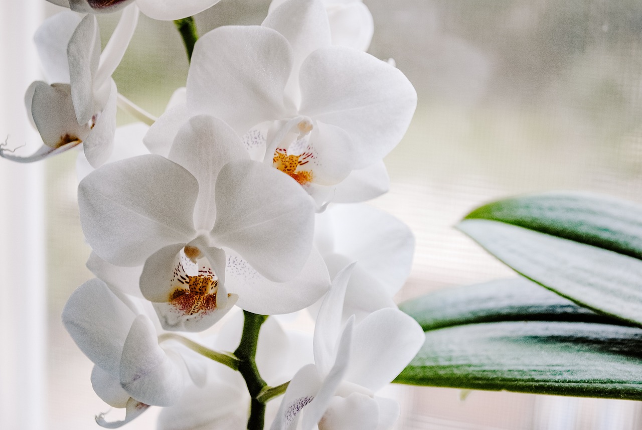 ¿Cuál es la orquídea más cara del mercado?