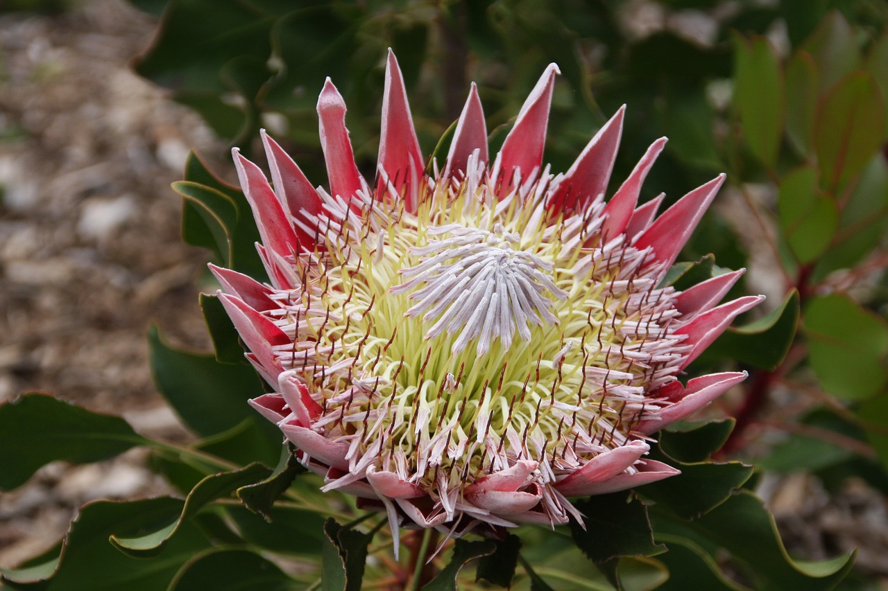 Cultivando la protea: una guía paso a paso