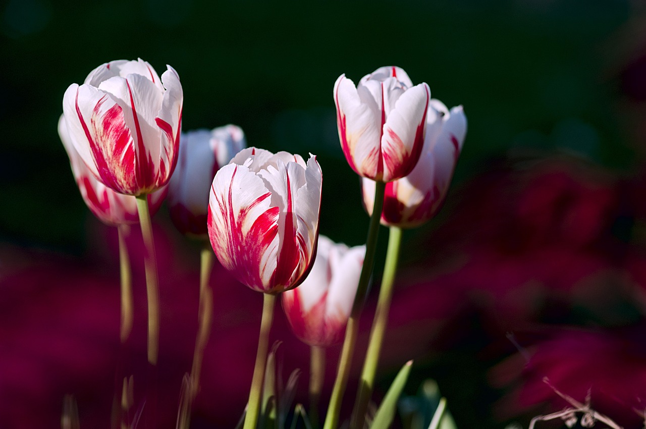 Los Ramos de Tulipanes: ¿Qué Simbolizan?