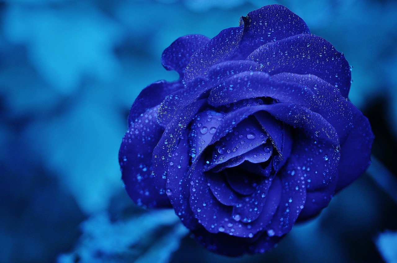 ¿Qué hace a la Rosa la Mejor Flores del Mundo?”