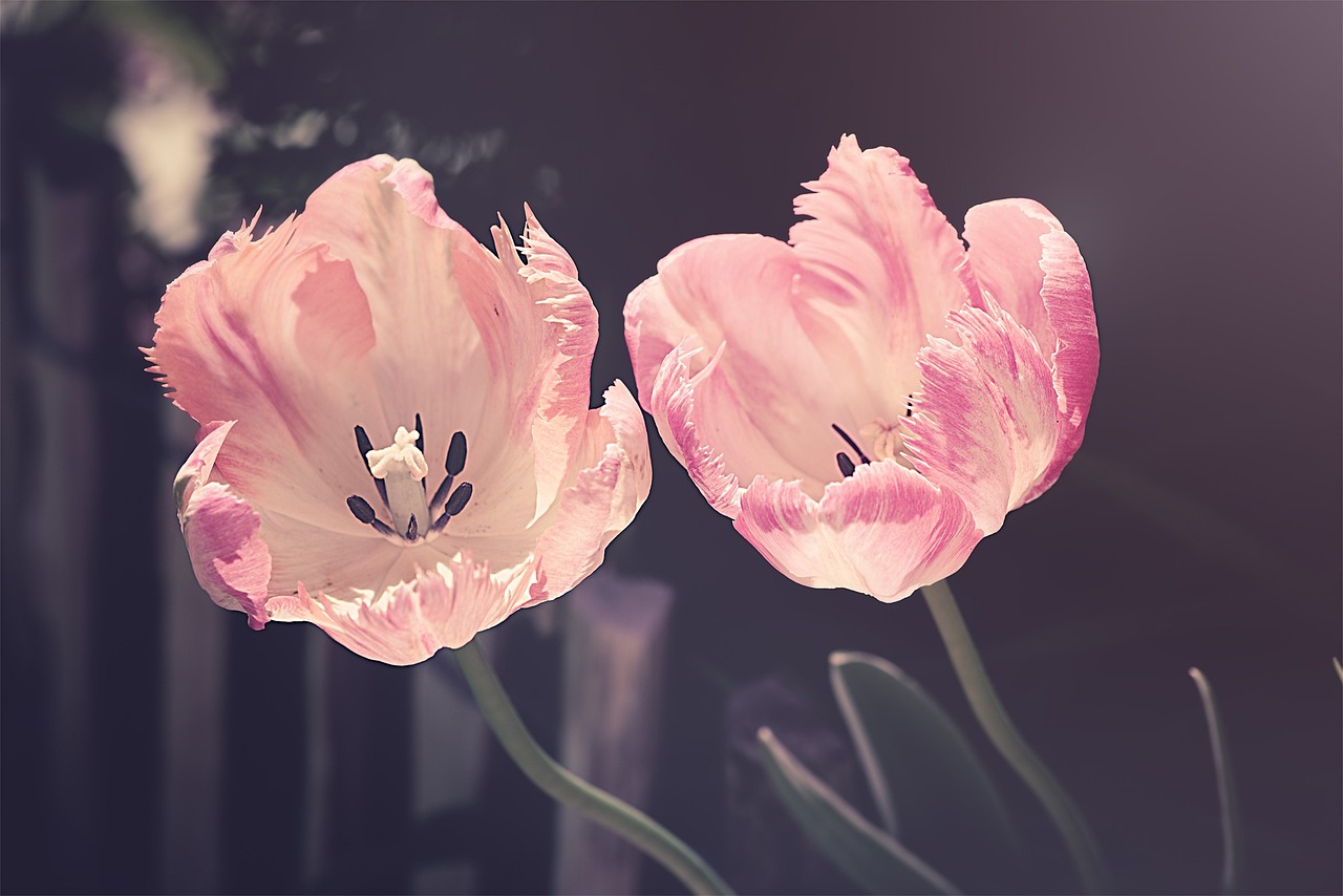 ¿A qué época del año es mejor comprar tulipanes?