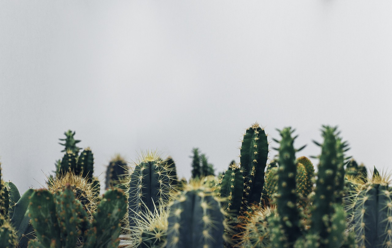 Cómo identificar si un cactus está seco