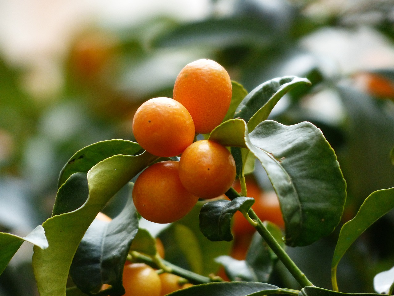 ¿Cuáles son las características del naranjo enano?