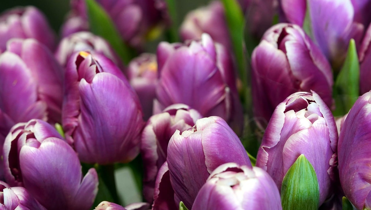 Descubriendo la Historia de los Tulipanes: ¿Qué Edad los Vio Florecer?