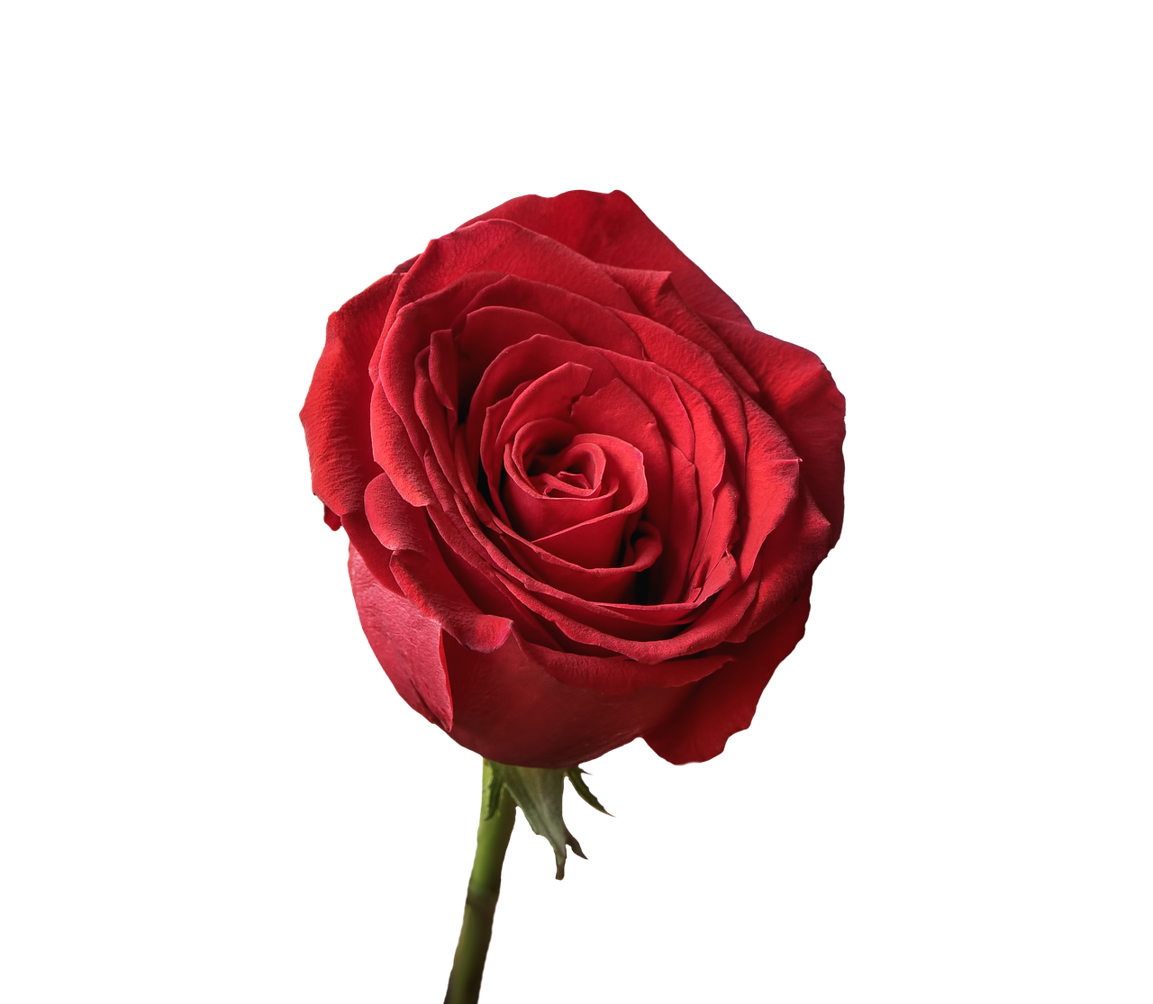 La significación de la rosa de Sant Jordi