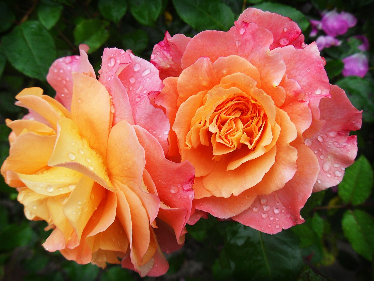 ¿Cómo obtener el mejor resultado al plantar rosas en su época ideal?