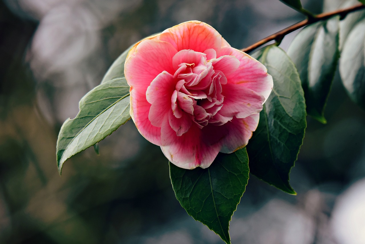 ¿Qué simboliza la flor azalea?
