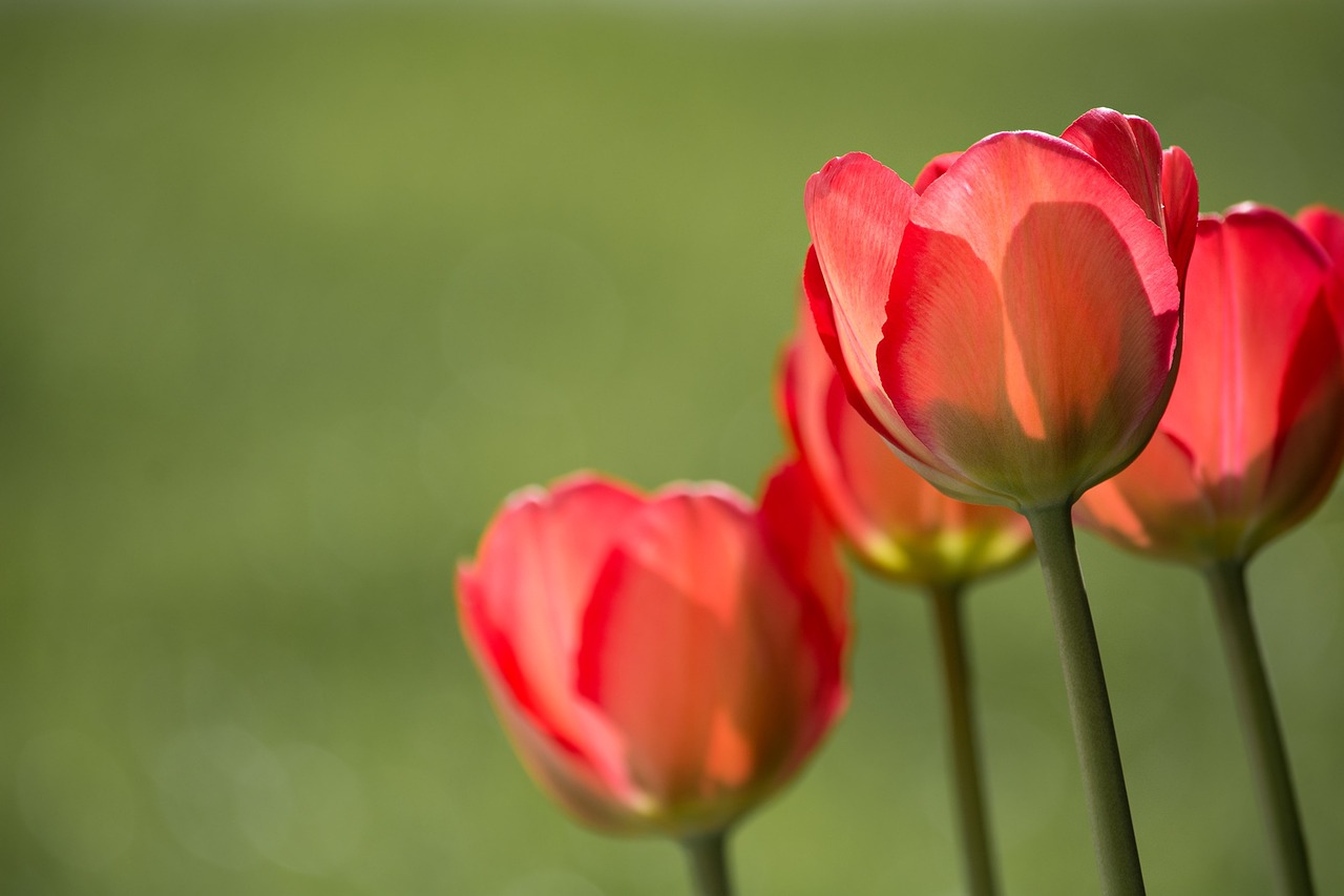 Cómo disfrutar de un regalo de tulipanes