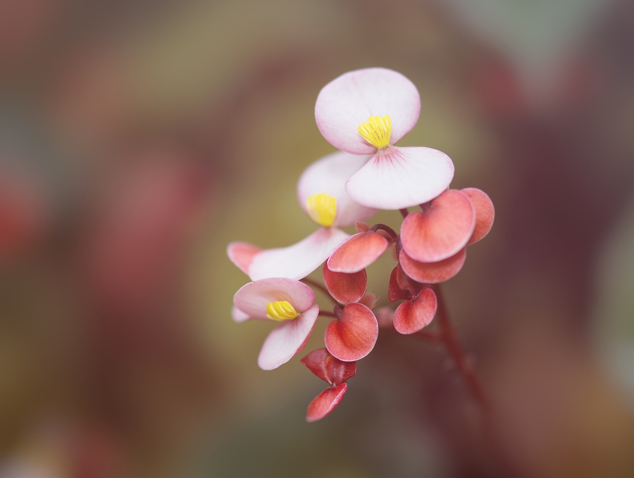 ¿Cuáles son las Begonia más resistentes?