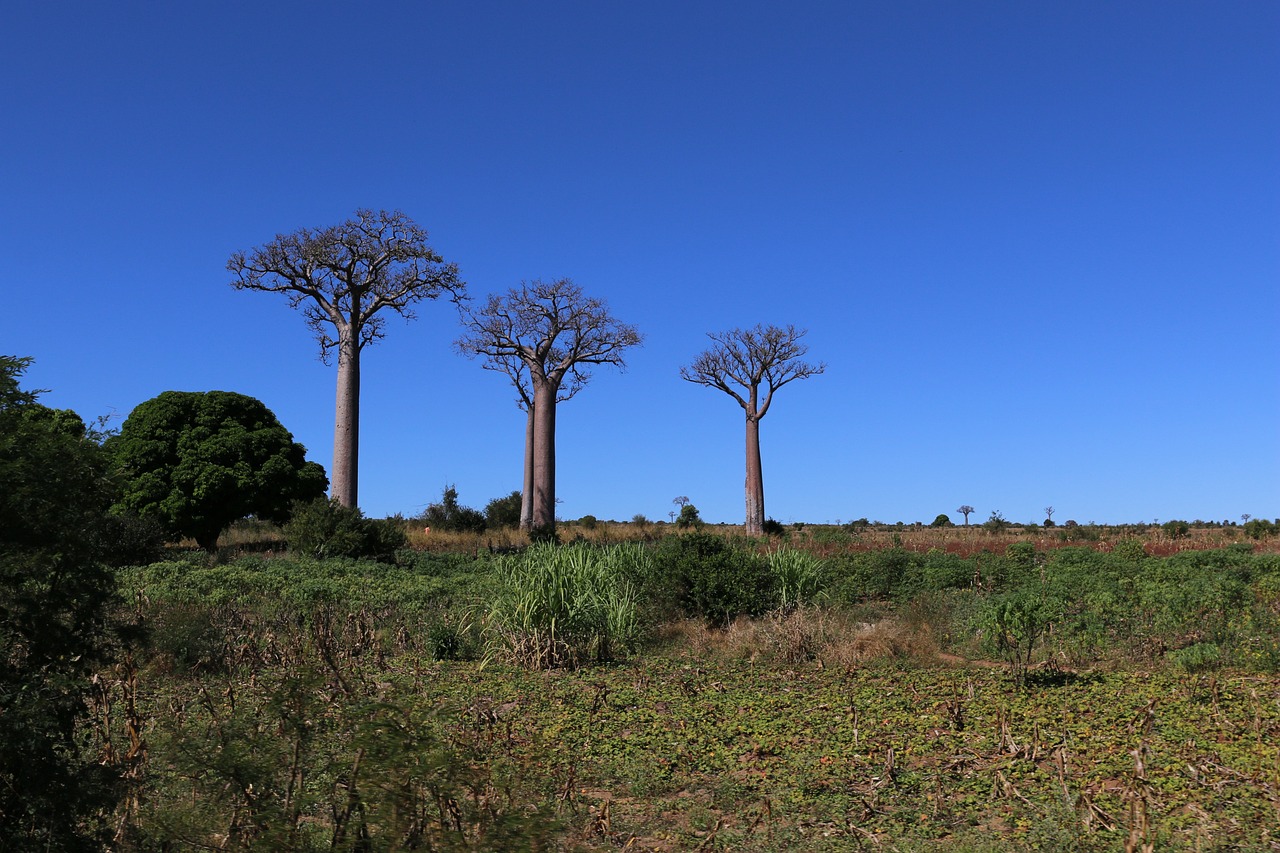¿Cuándo es la época de floración del Baobab?