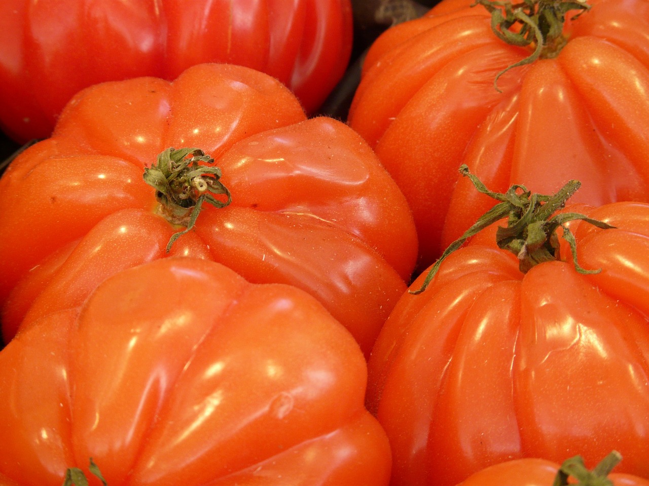 Cultivo del Tomate Corazón de Buey: ¿Dónde se Produce?