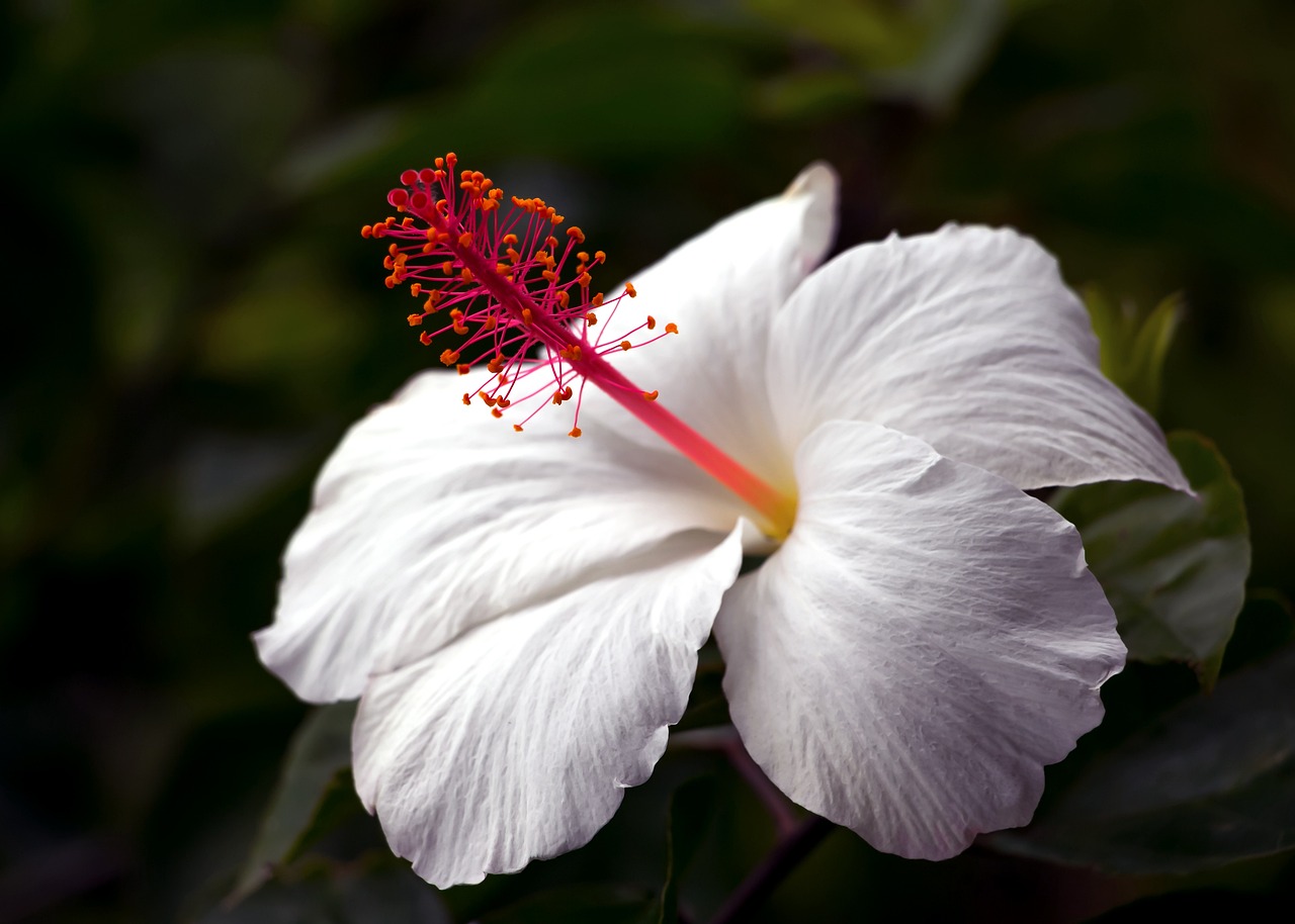 Descubre el Origen de la Flor de Aloha