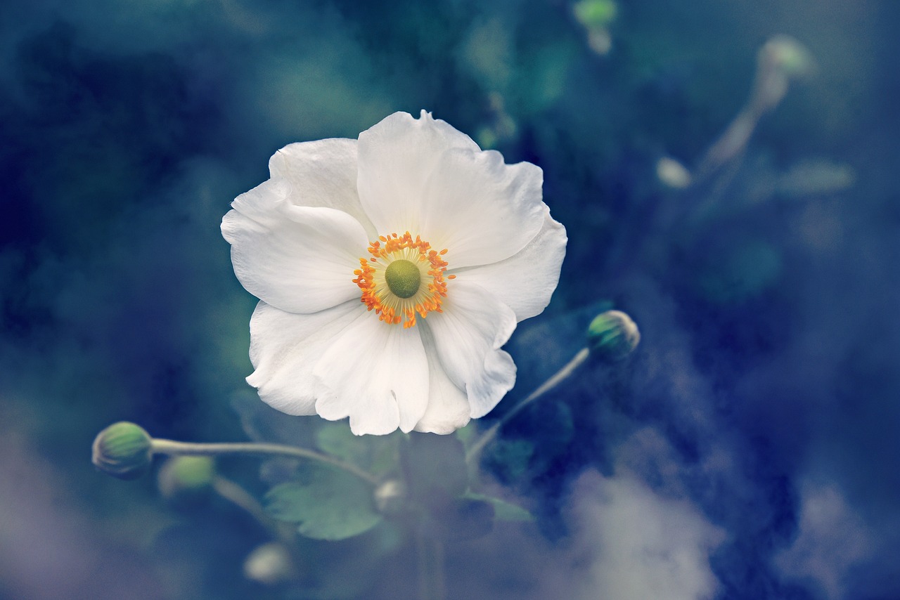 El Simbolismo de la Flor Anémona: ¿Cuál es su Significado?