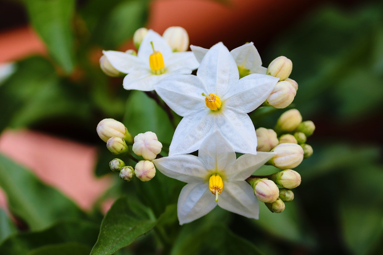 Los beneficios medicinales de la flor de jazmín