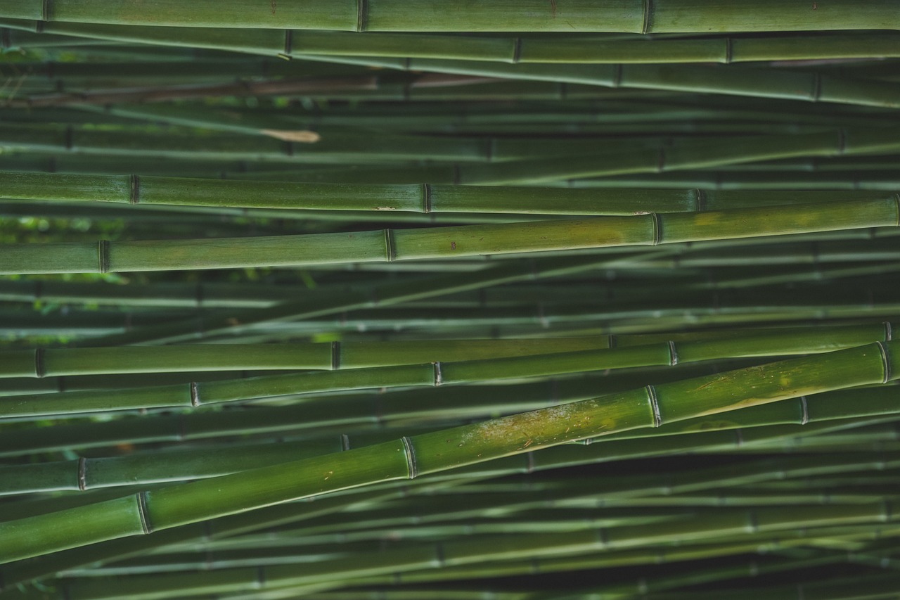 Consejos para colocar la planta de bambú en tu hogar