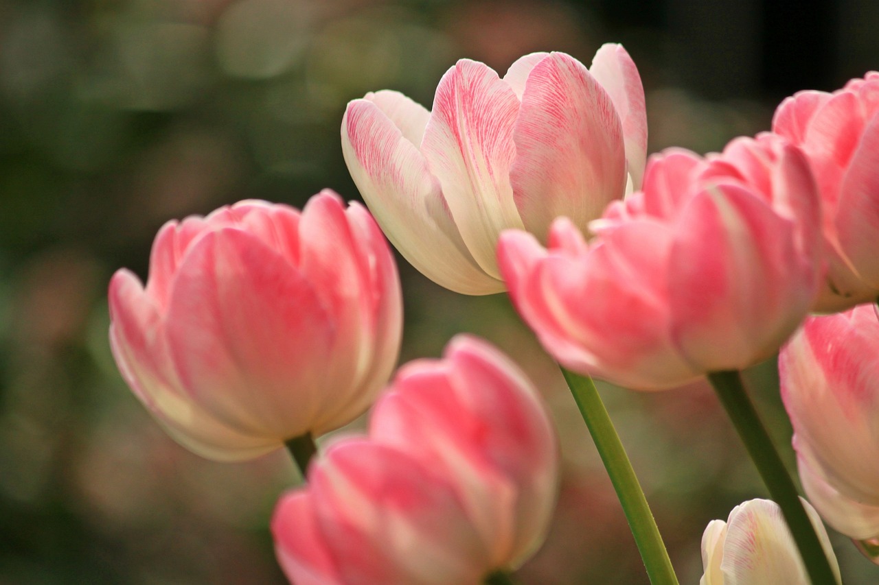 ¿Cuál es el mejor color de tulipanes para regalar?