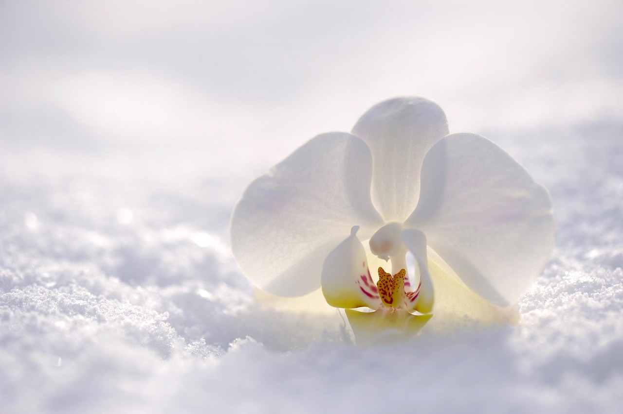 Consejos para el cuidado de la orquídea Vanda