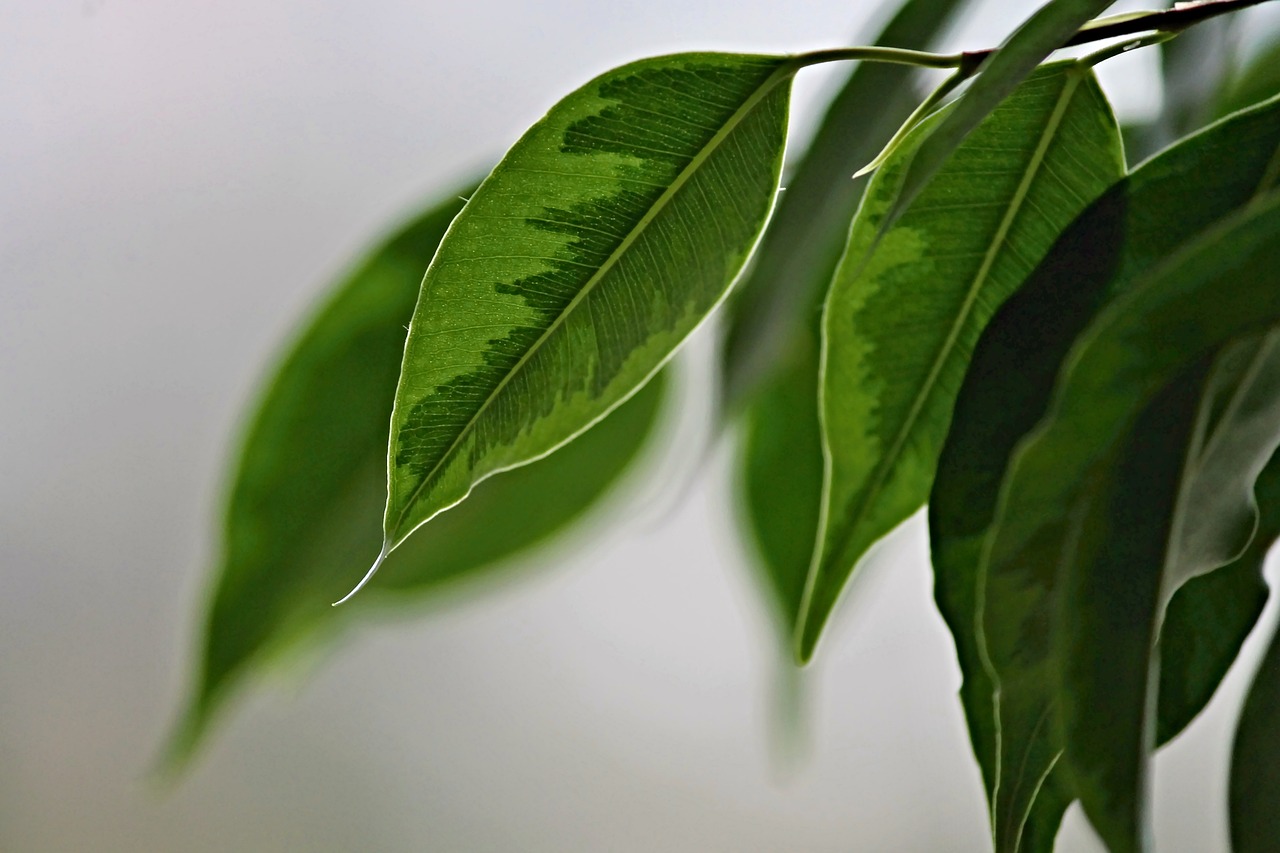 Consejos para el cuidado de un Ficus benjamina en interior