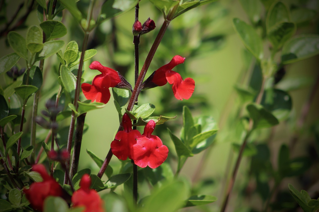 Cuidado de la Salvia Roja: ¿Cómo Hacerlo?