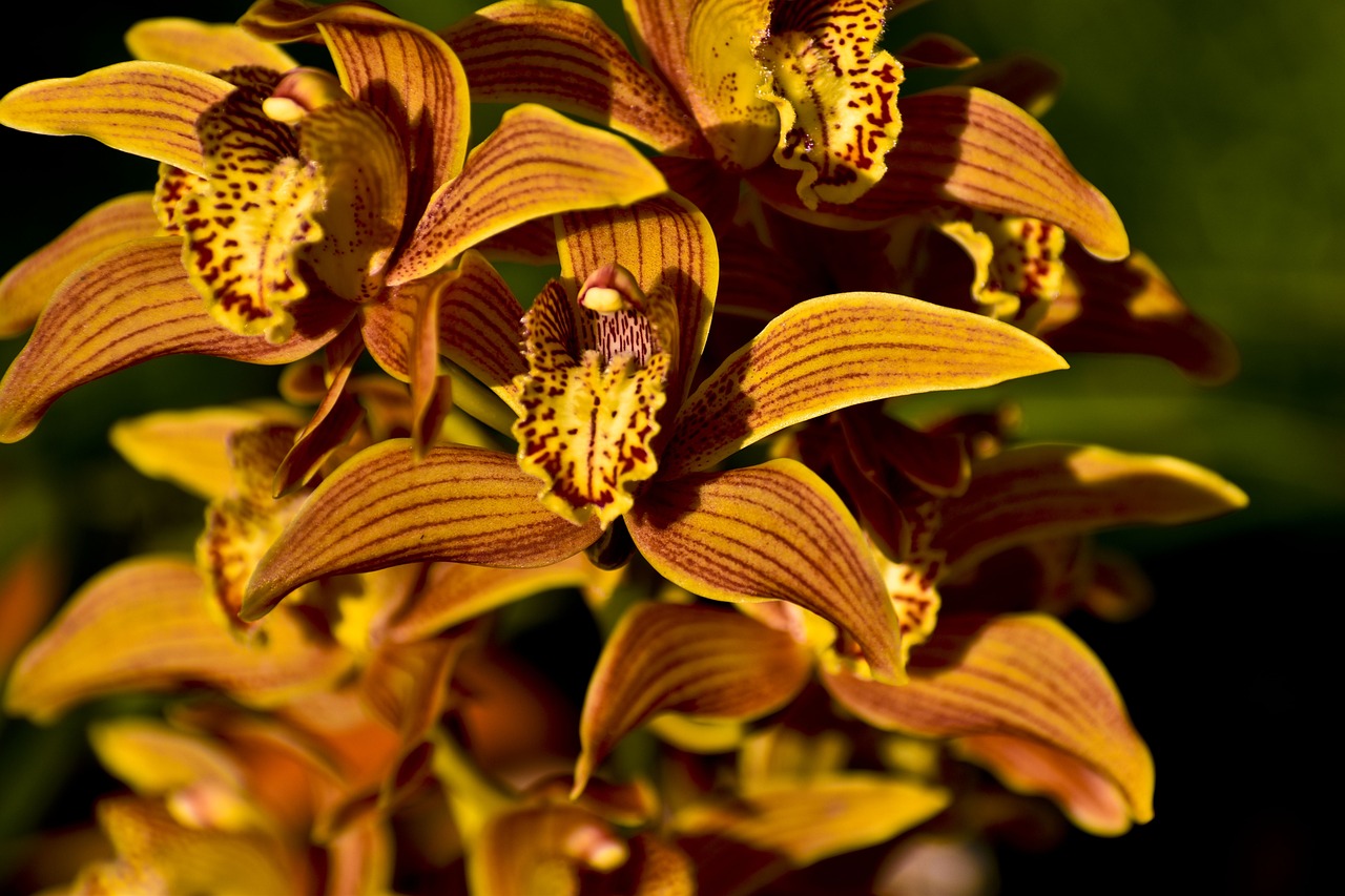 Descubriendo la diversidad de especies de orquídeas en España