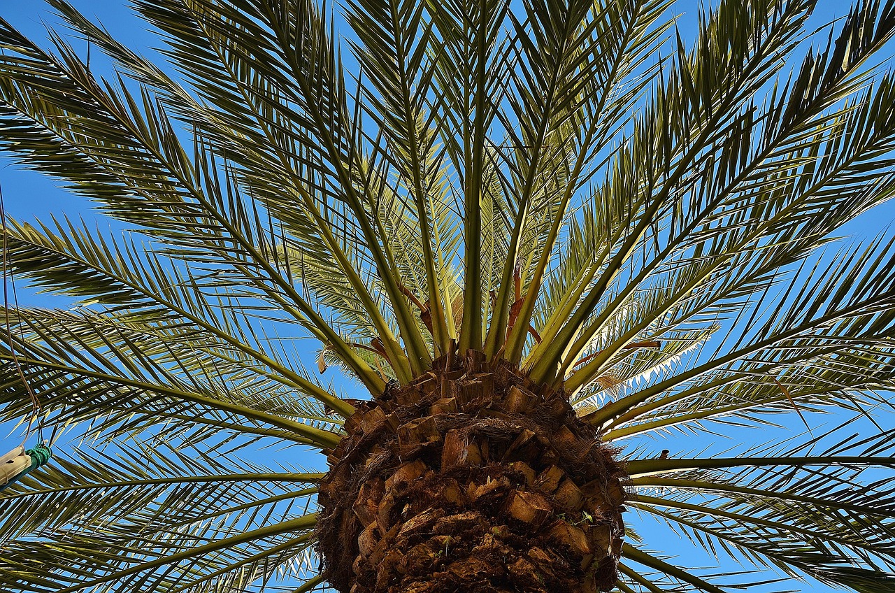 Crecimiento de la palmera Phoenix: ¿Cuánto tiempo lleva?