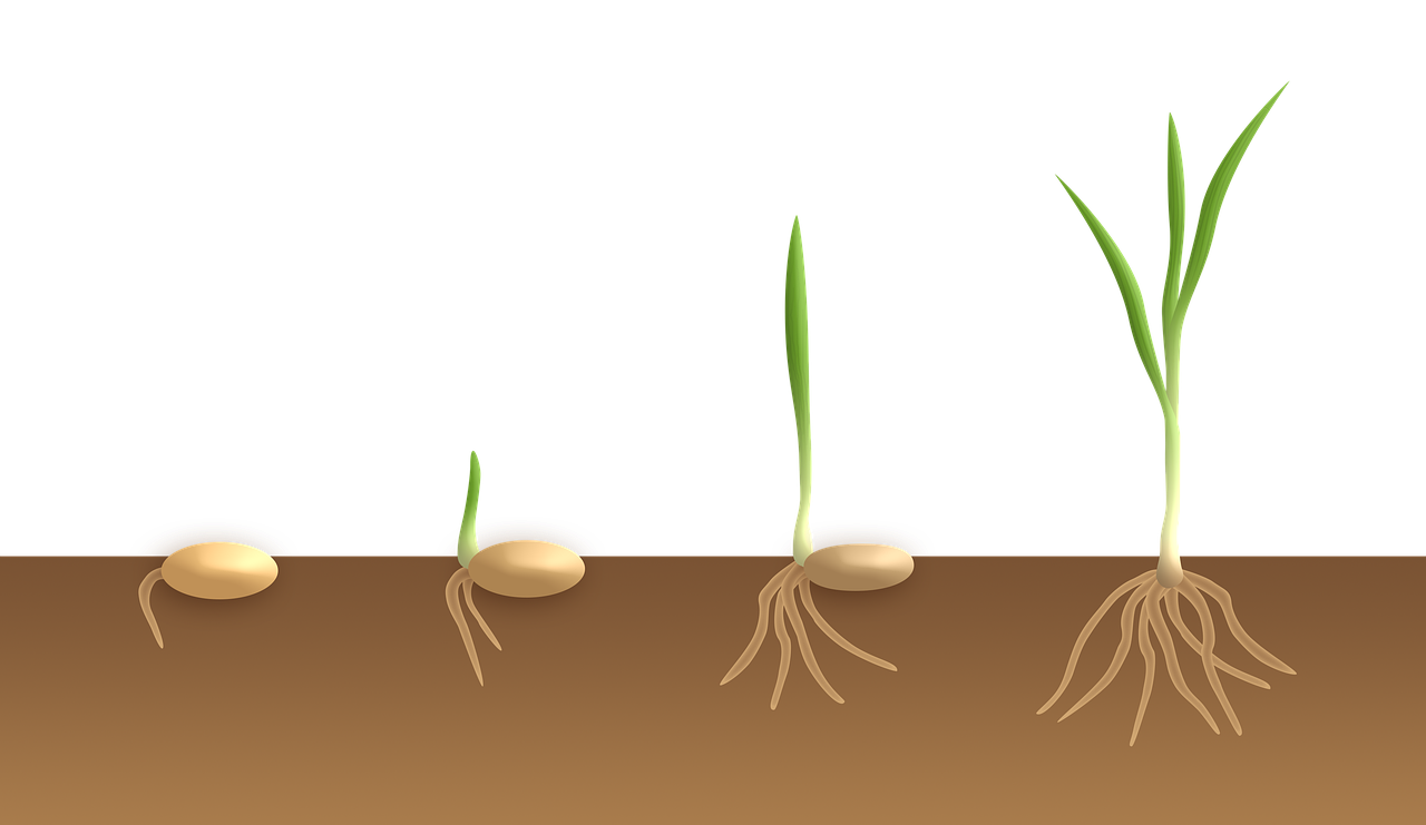 Germinación de las semillas de Nepenthes: ¿Cuánto tiempo tardan?