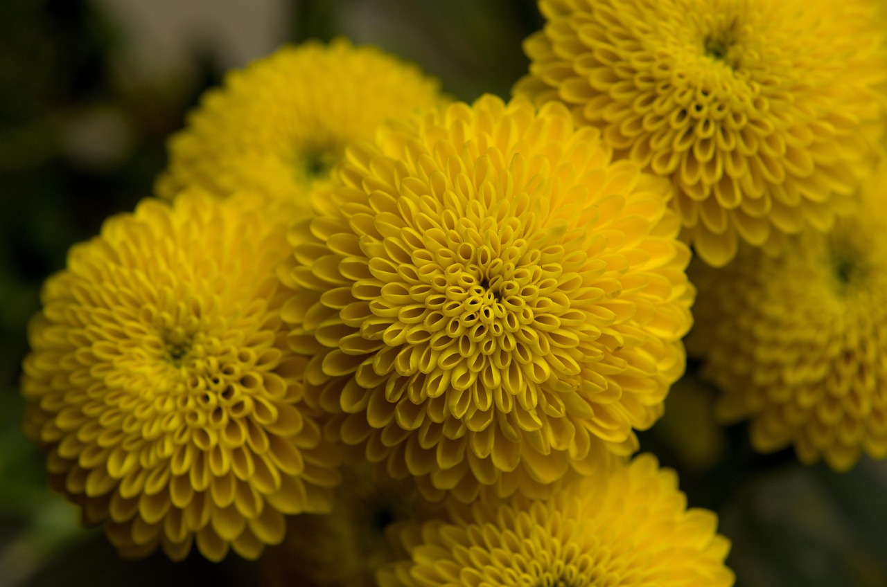 El significado profundo detrás del crisantemo: Una mirada a su simbolismo