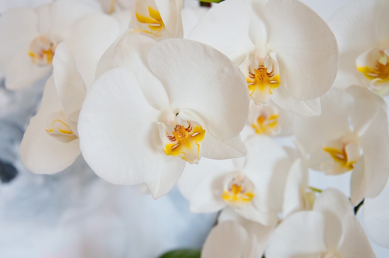 Cuidando la orquídea Vanda: Consejos y Trucos