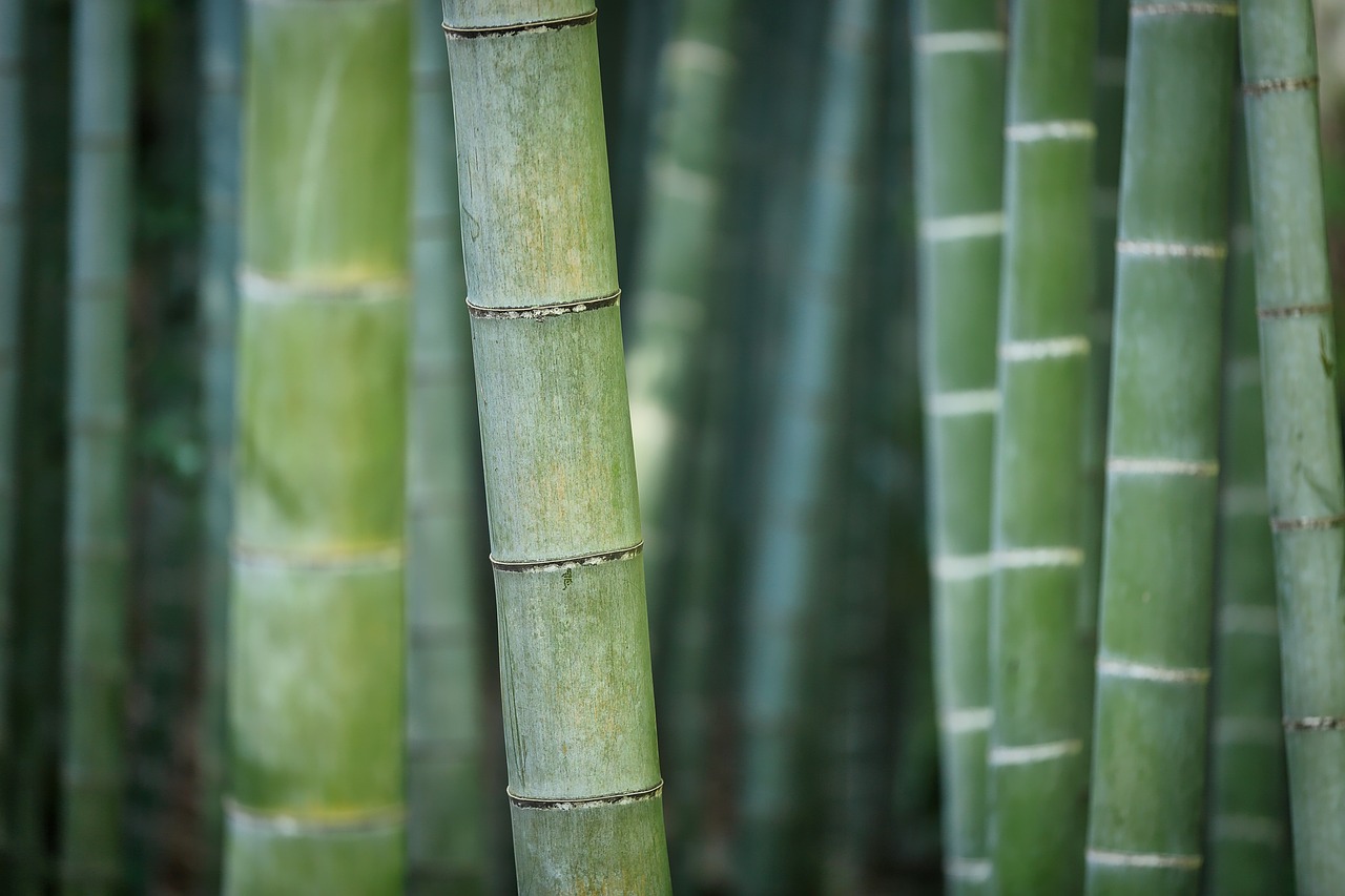Descubre el Nombre de la Rama de Bambú