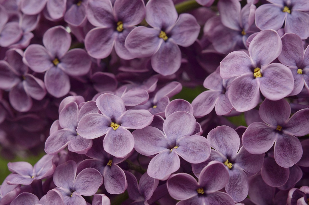 ¿Cómo simbolizan las lilas flor?