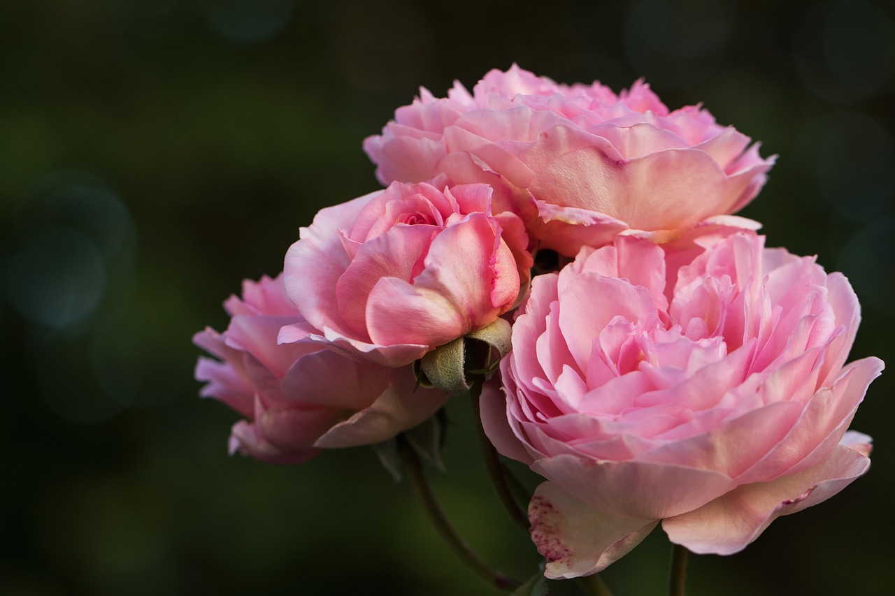 Consejos para el cuidado de las rosas inglesas