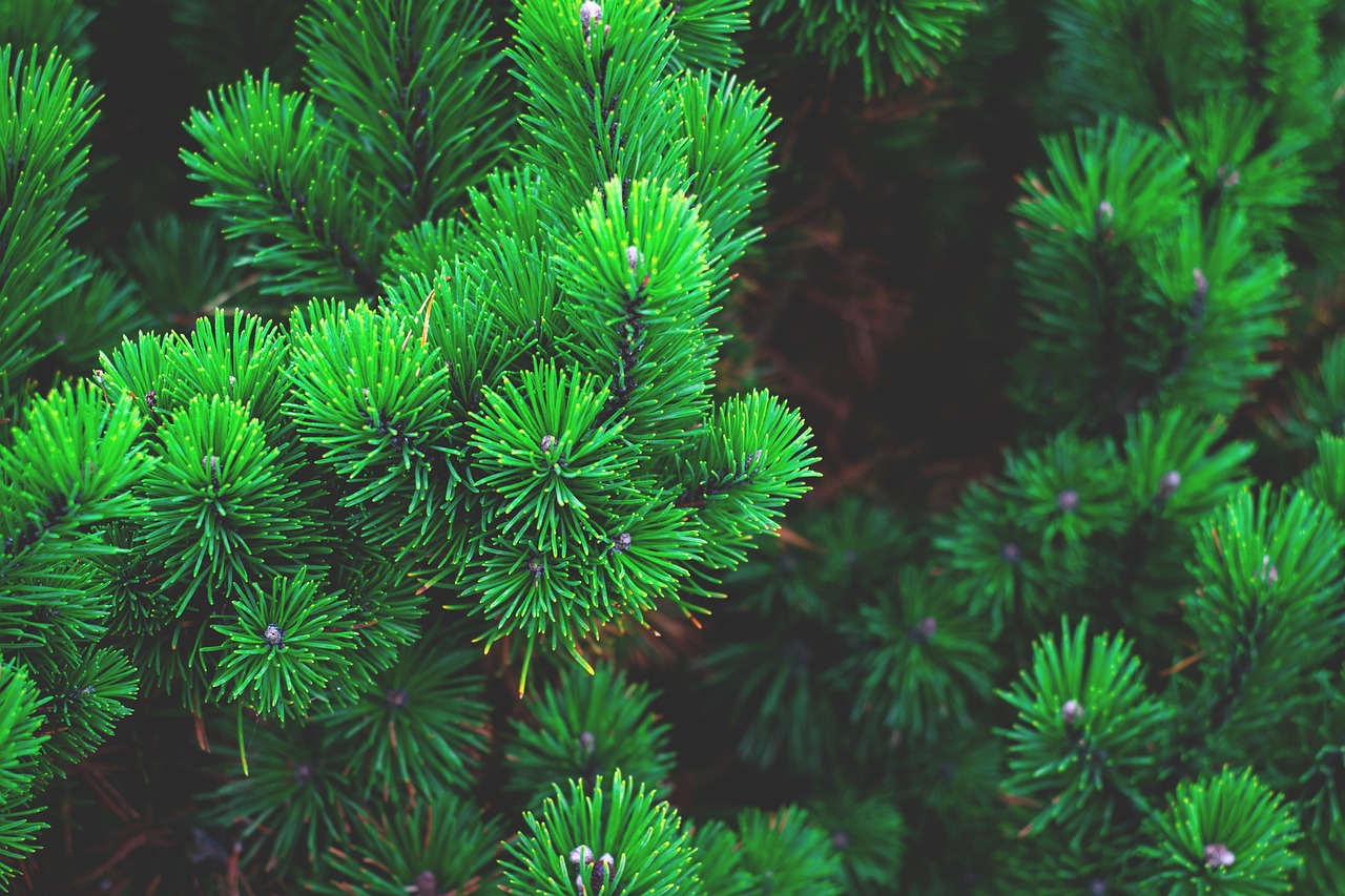 ¿Cómo afecta la corteza de pino a las plantas?