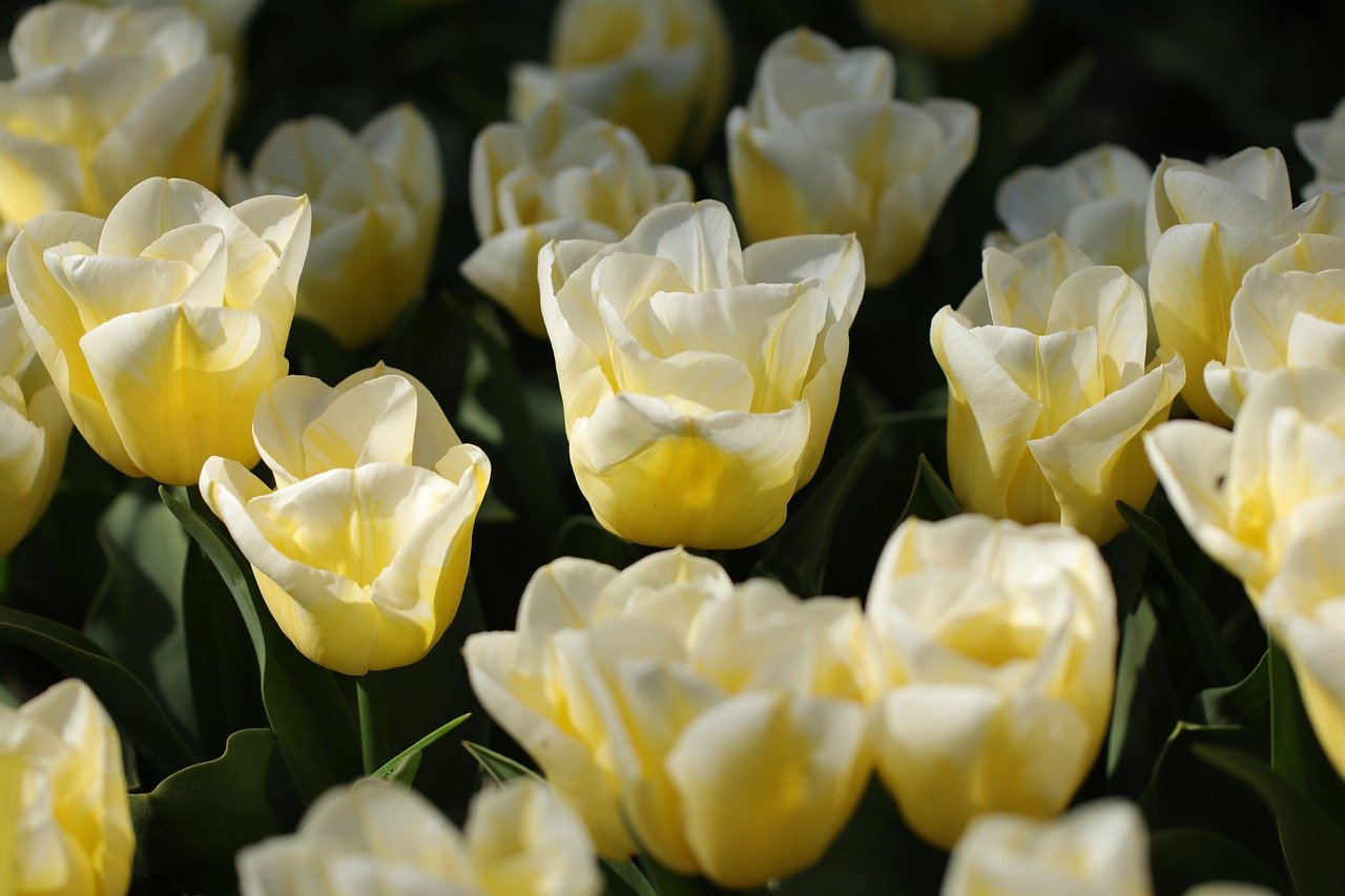 Regalar 12 Tulipanes: Su Significado y Simbolismo
