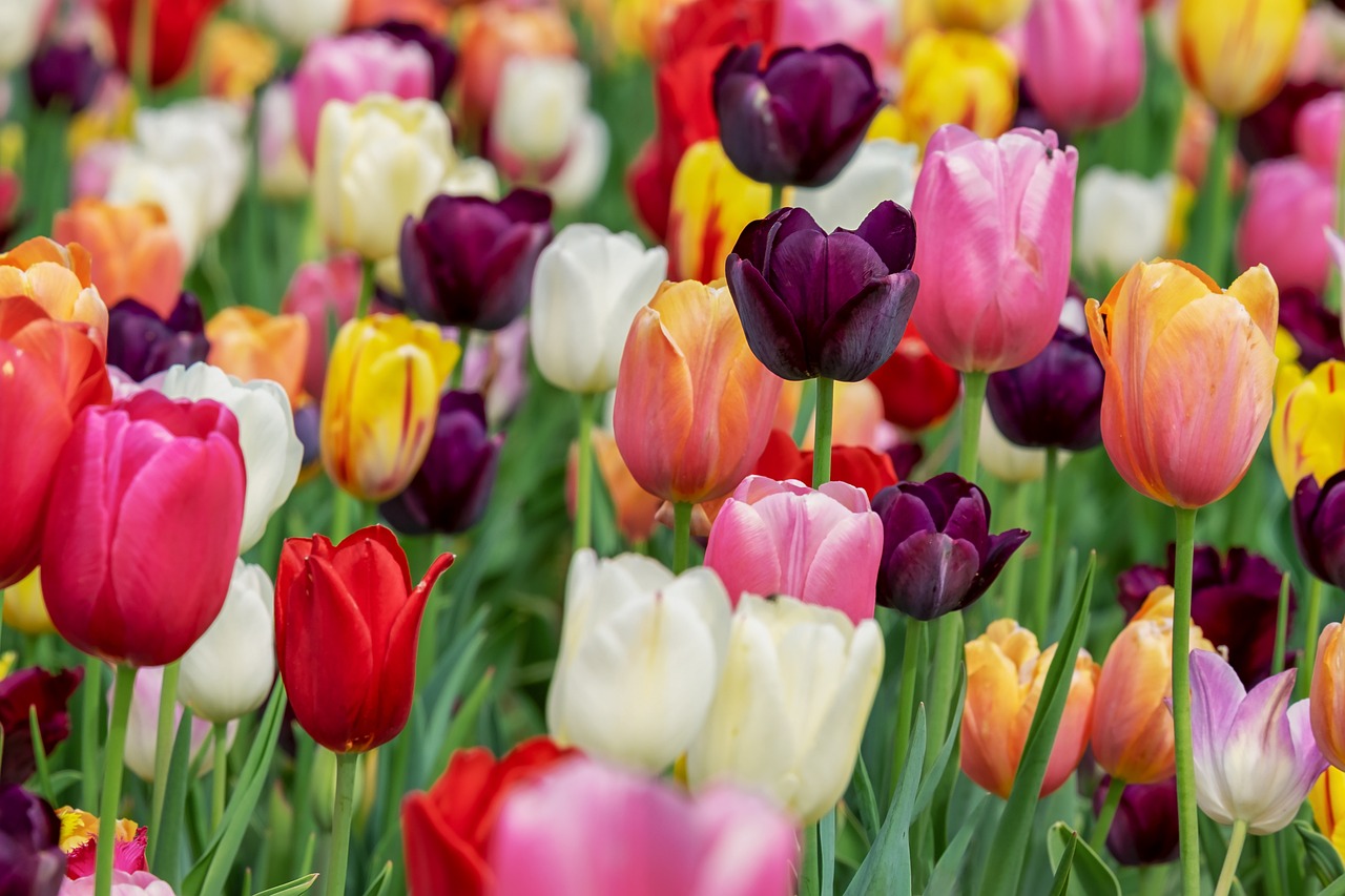Significado del Regalo de Tulipanes Rosas