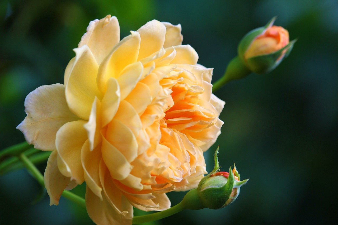 El significado de las rosas amarillas: ¿qué hay detrás de su simbolismo?
