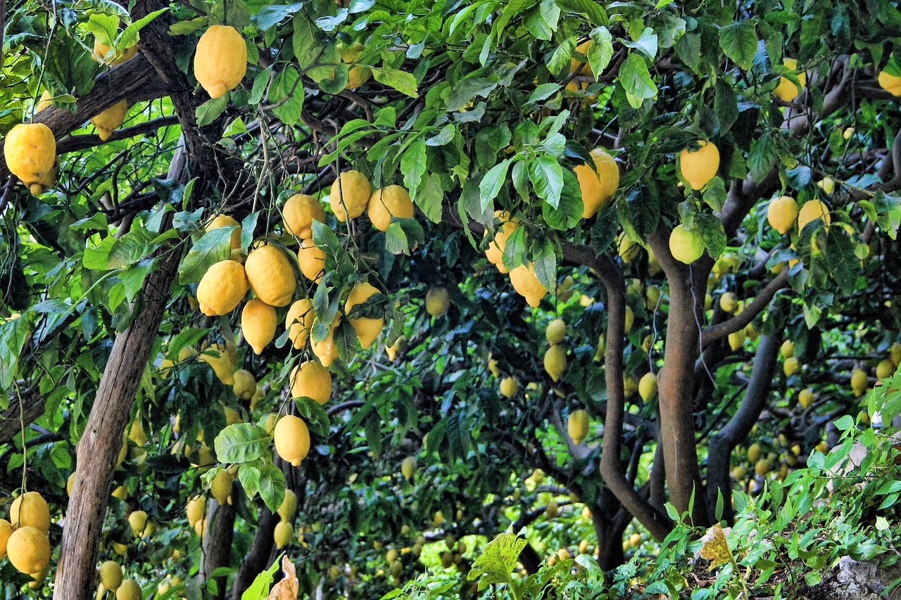Cosechando los frutos de un limonero de 4 estaciones