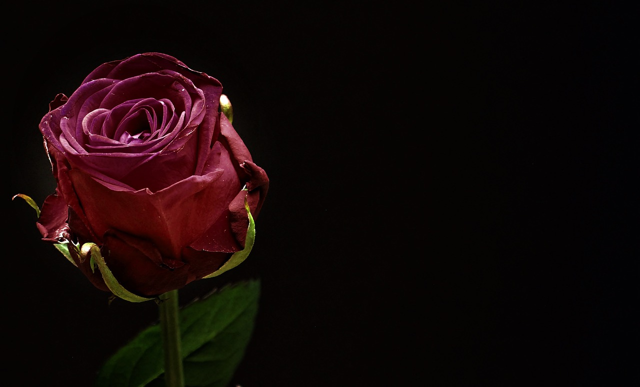 ¿Dónde Encontrar una Rosa Negra? Una Guía para Buscar la Flor Perfecta