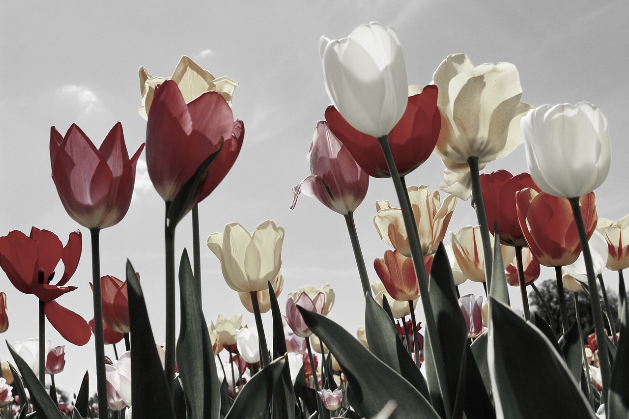 ¿Qué simboliza un tulipán azul?