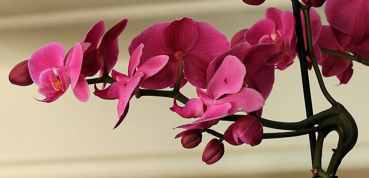 ¿Cuáles son las Características de la Flor de la Orquídea?”