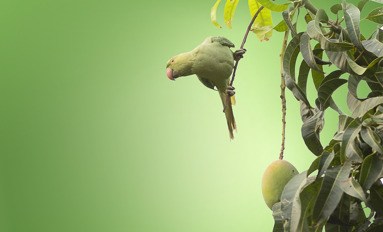 Cultivando mangos: ¿Cuánto tiempo tardan en dar frutos?