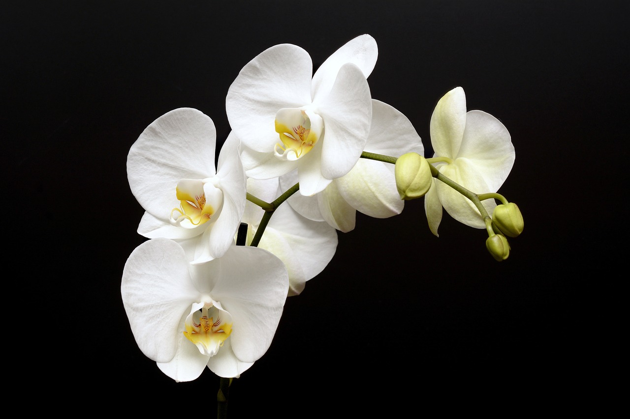 Cuidando tu Orquídea: ¿Qué Necesita?