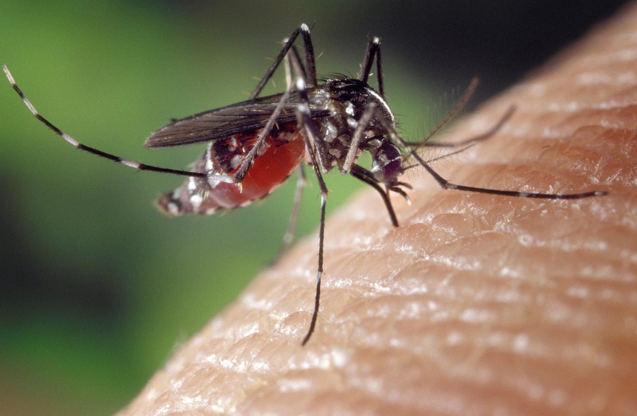 Atrayendo a los Mosquitos Tigre: ¿Qué los Lleva a Nosotros?