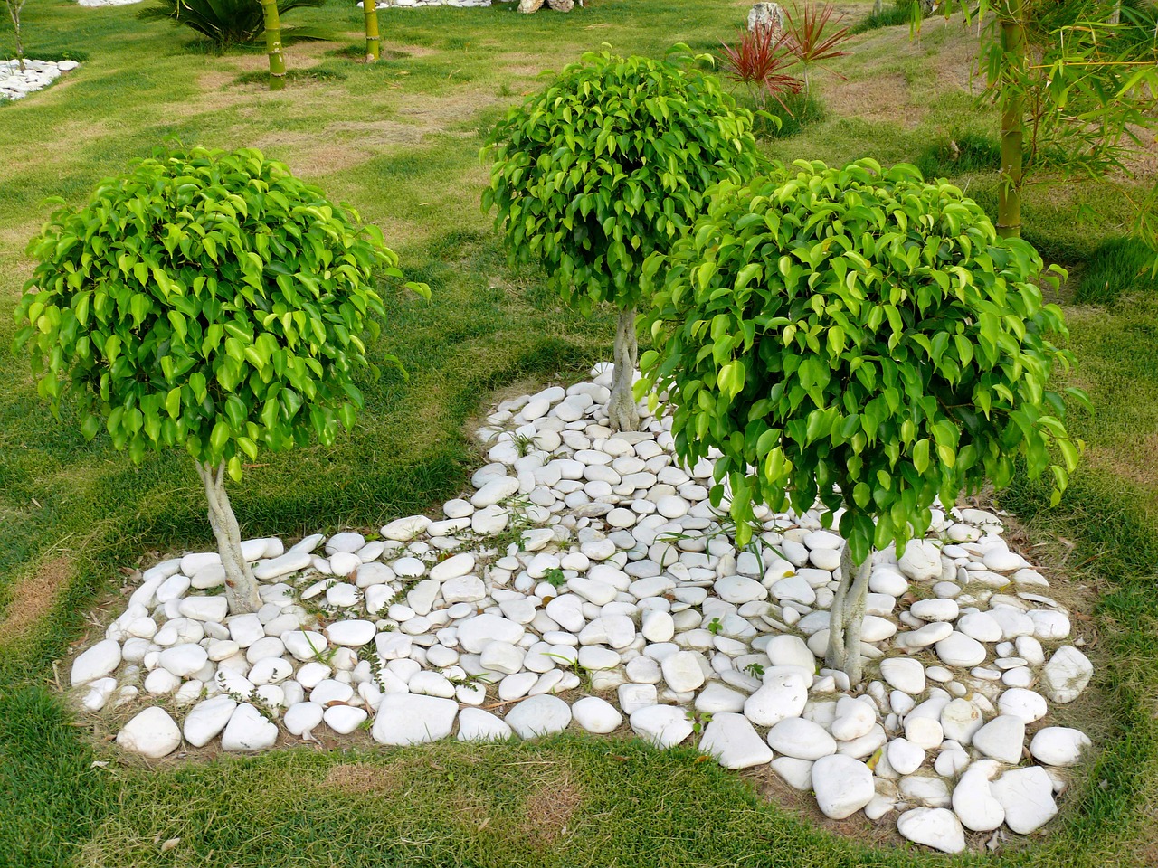 Cómo ubicar el Ficus benjamina en tu hogar