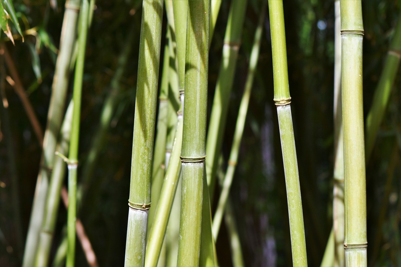 ¿Cuánto Tiempo Demora el Crecimiento del Bambú Gigante?