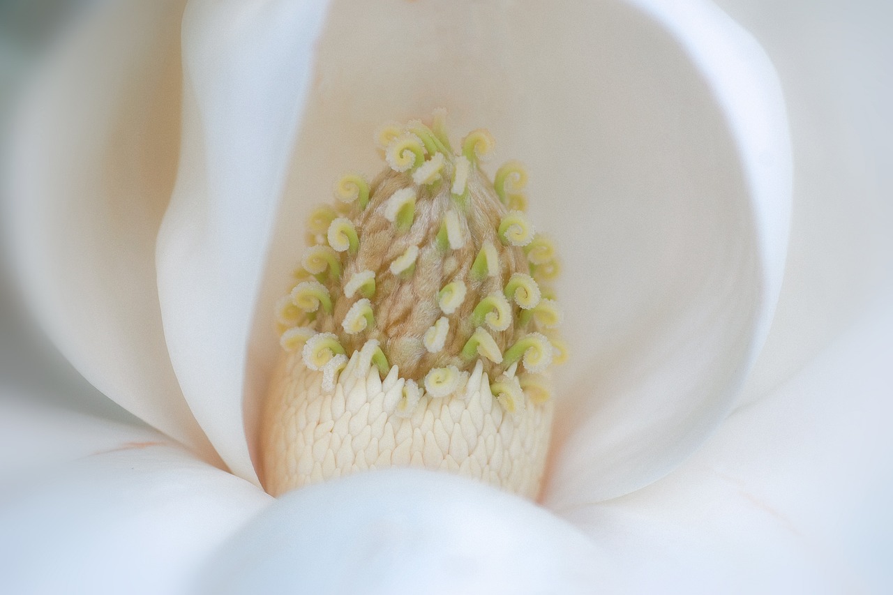¿Cómo conocer el ciclo de floración de un Magnolio Grandiflora?