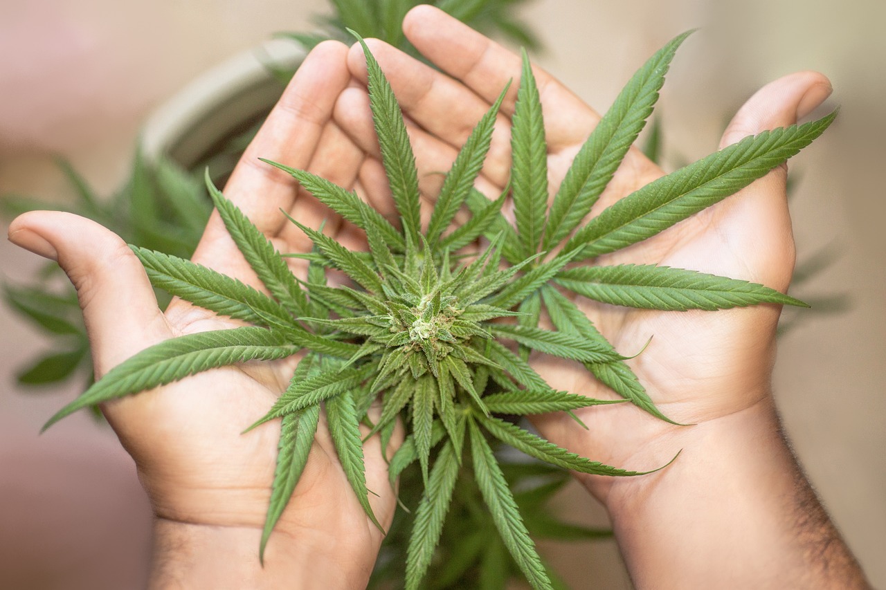 ¿Cuáles son las diferencias entre Cannabis Sativa e Indica?